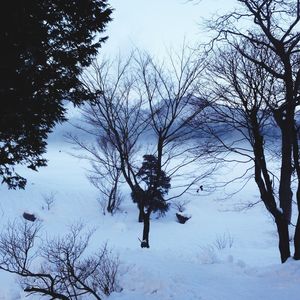 Bare trees on snow covered landscape