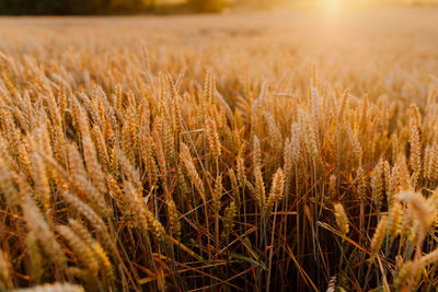 Close-up of stalks in field