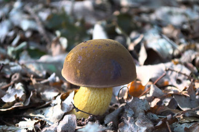 Close-up of mushroom growing on field
