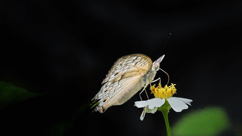 Close-up of butterfly pollinating on flower