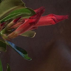 Close-up of flowers