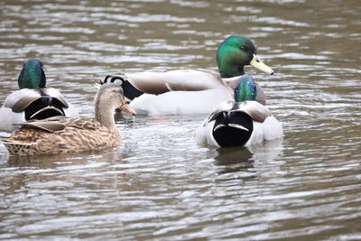 Ducks swimming in a lake