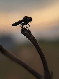 Close-up of insect on plant