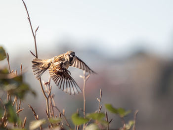 Close-up of a bird flying