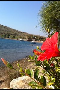 Close-up of flowers in pond