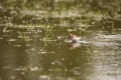 Bird swimming in lake