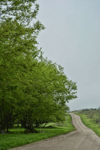 Empty road along trees