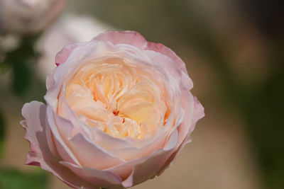 Close-up of rose flower