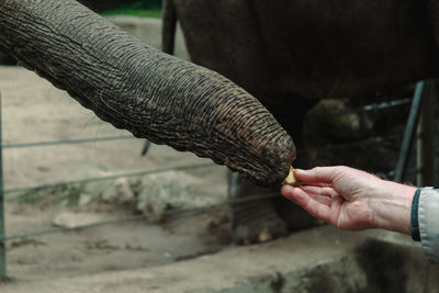 Close-up of hand feeding an elephant