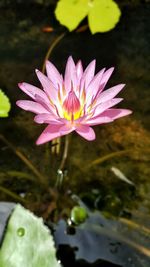 Close-up of lotus water lily in pond