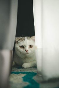 Close-up portrait of cat at home