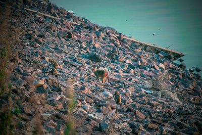 High angle view of crab on land against sky