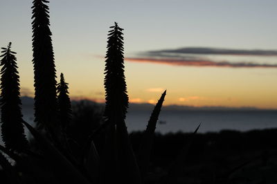 Close-up of silhouette plant on field against sky during sunset