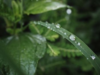 Close-up of water drops on leaf