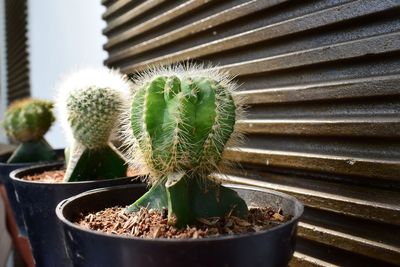 Close-up of potted cactus plants