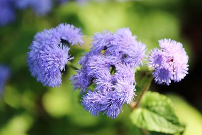 Close-up of purple flowers blooming outdoors