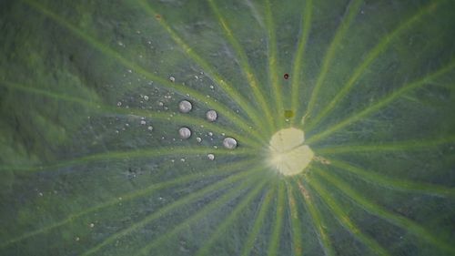 Full frame shot of banana leaf in water