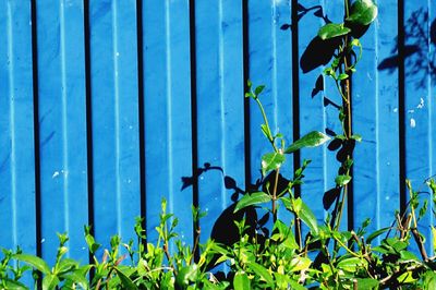 Close-up of plants against blue water