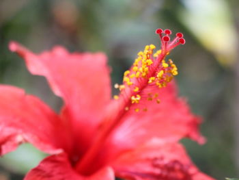 Close-up of red hibiscus blooming outdoors