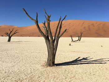 Bare trees in the desert