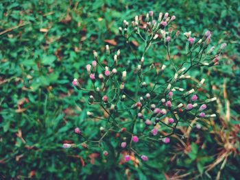 Close-up of flowering plant growing on field