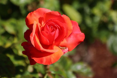 Close-up of red rose