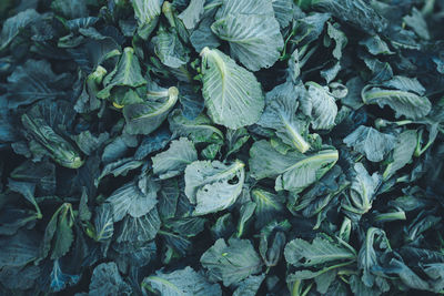 Full frame shot of fresh green leaves