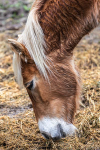 Close-up of a horse