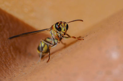 Close-up of insect