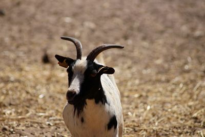 Close-up of goat standing on land