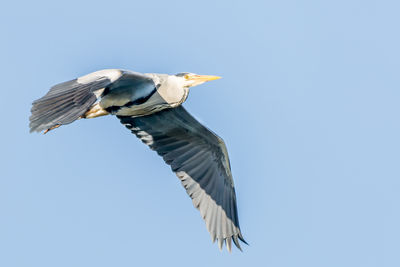 Low angle view of heron against clear sky