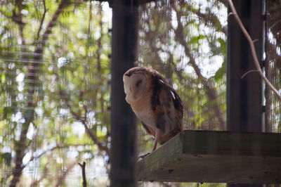 Owl perched on a platform