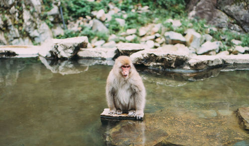 Monkey sitting on rock by water