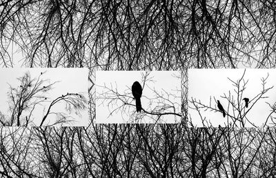 Silhouette of bare tree against sky