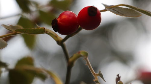 Close-up of cherries growing on plant