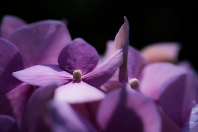Close-up of purple flowering plant against black background