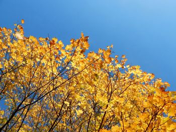 Low angle view of autumn tree against blue sky