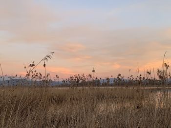 Plants growing on field against sky during sunset