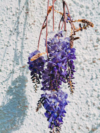 Close-up of purple flowering plant