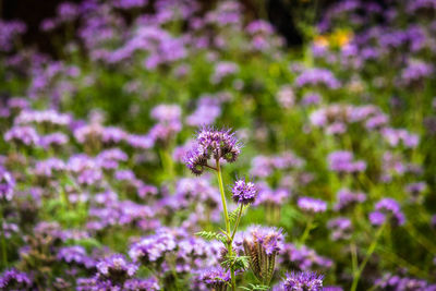Close-up of bee on purple flower blooming on field