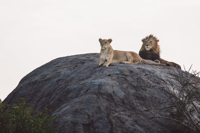 Lion and lioness lying on a rock against the sky