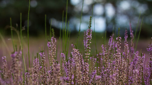 Close-up of purple flowering plants on field