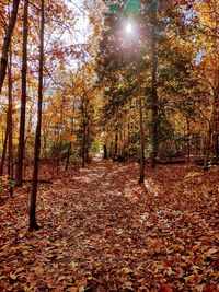 Trees growing in forest during autumn