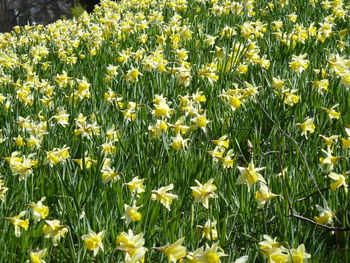 Yellow flowers growing in field