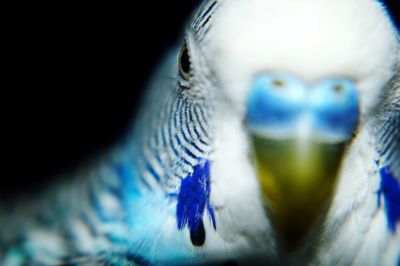 Close-up of bird