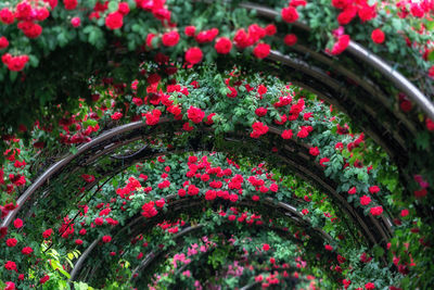 Close-up of red flowering plants in garden