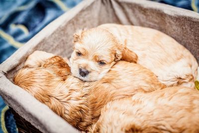 Portrait of a dog sleeping at home