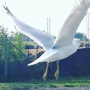 Close-up of seagull flying against the sky