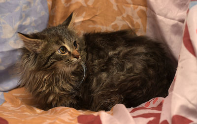 Portrait of a cat lying on bed