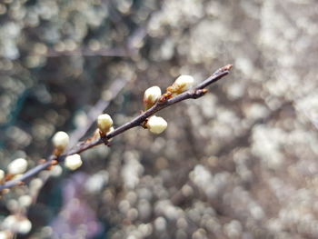 Close-up of cherry blossoms on branch